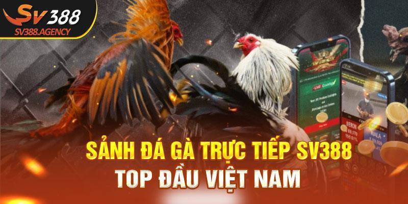 Sảnh đá gà trực tiếp SV388 top đầu Việt Nam
